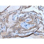 ETFB Antibody from Signalway Antibody (43776) - Antibodies.com