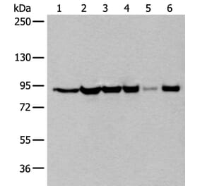 XAB2 Antibody from Signalway Antibody (43799) - Antibodies.com