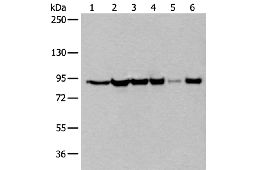 XAB2 Antibody from Signalway Antibody (43799) - Antibodies.com