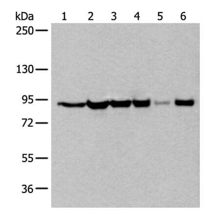 XAB2 Antibody from Signalway Antibody (43799) - Antibodies.com