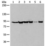 XAB2 Antibody from Signalway Antibody (43799) - Antibodies.com