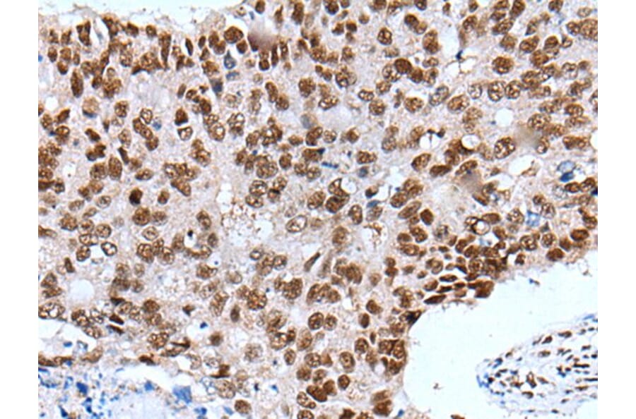 XAB2 Antibody from Signalway Antibody (43799) - Antibodies.com