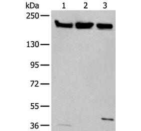 XRN1 Antibody from Signalway Antibody (43803) - Antibodies.com