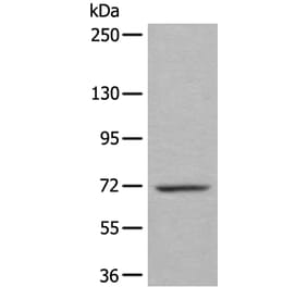 WEE1 Antibody from Signalway Antibody (43807) - Antibodies.com