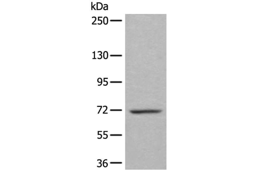 WEE1 Antibody from Signalway Antibody (43807) - Antibodies.com
