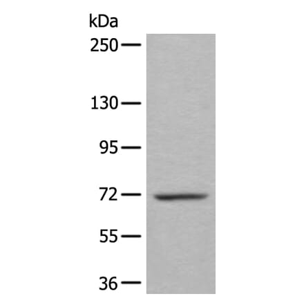 WEE1 Antibody from Signalway Antibody (43807) - Antibodies.com