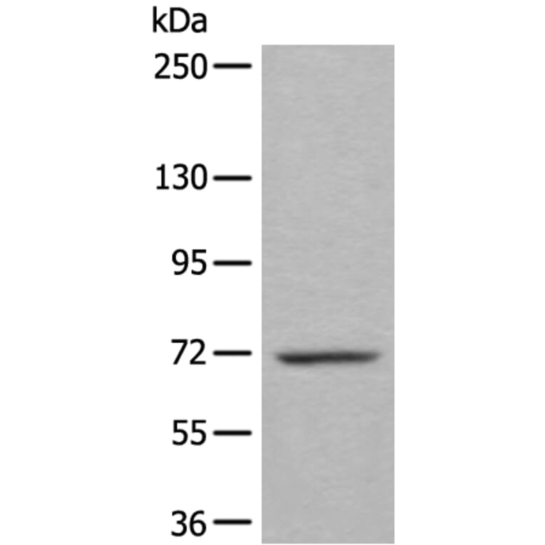 WEE1 Antibody from Signalway Antibody (43807) - Antibodies.com