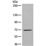 WEE1 Antibody from Signalway Antibody (43807) - Antibodies.com