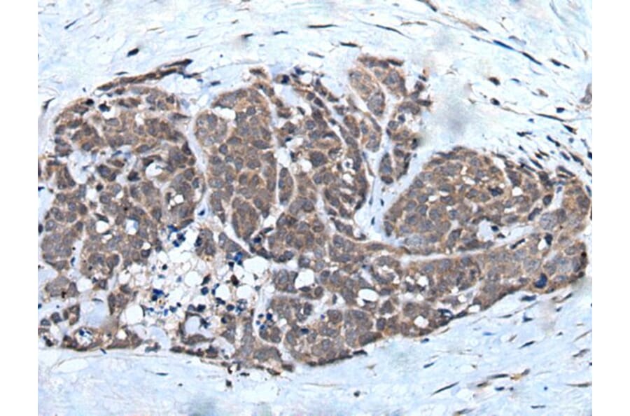WEE1 Antibody from Signalway Antibody (43807) - Antibodies.com