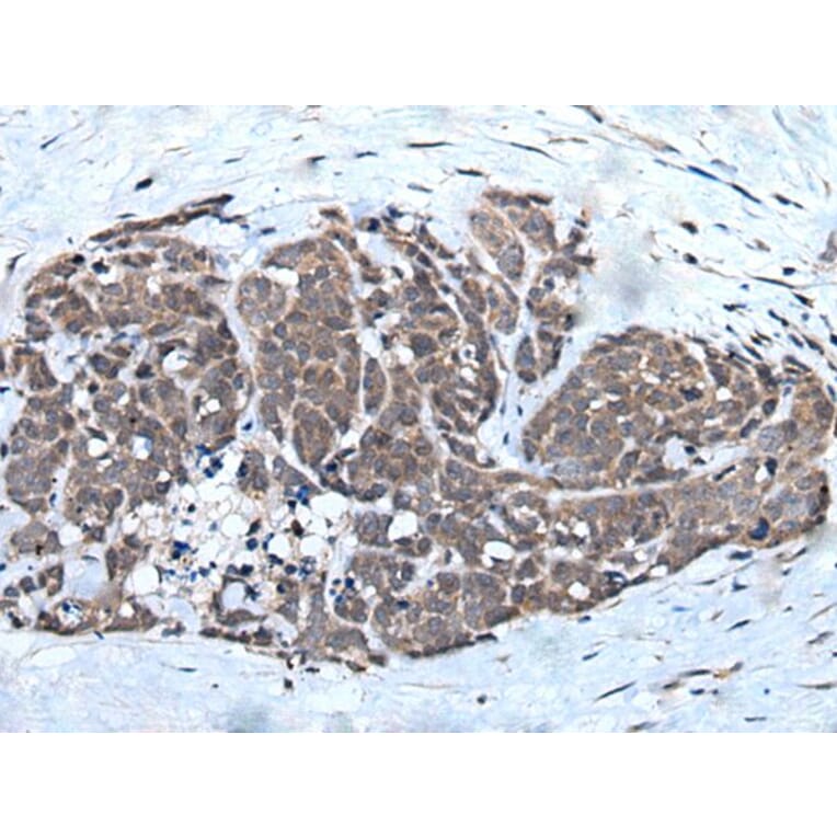 WEE1 Antibody from Signalway Antibody (43807) - Antibodies.com