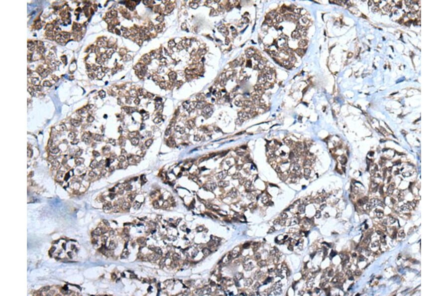 WEE1 Antibody from Signalway Antibody (43807) - Antibodies.com