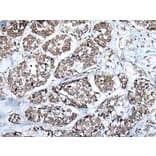 WEE1 Antibody from Signalway Antibody (43807) - Antibodies.com