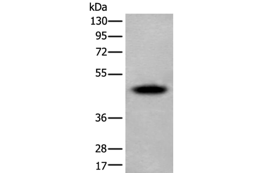 SUN5 Antibody from Signalway Antibody (43813) - Antibodies.com