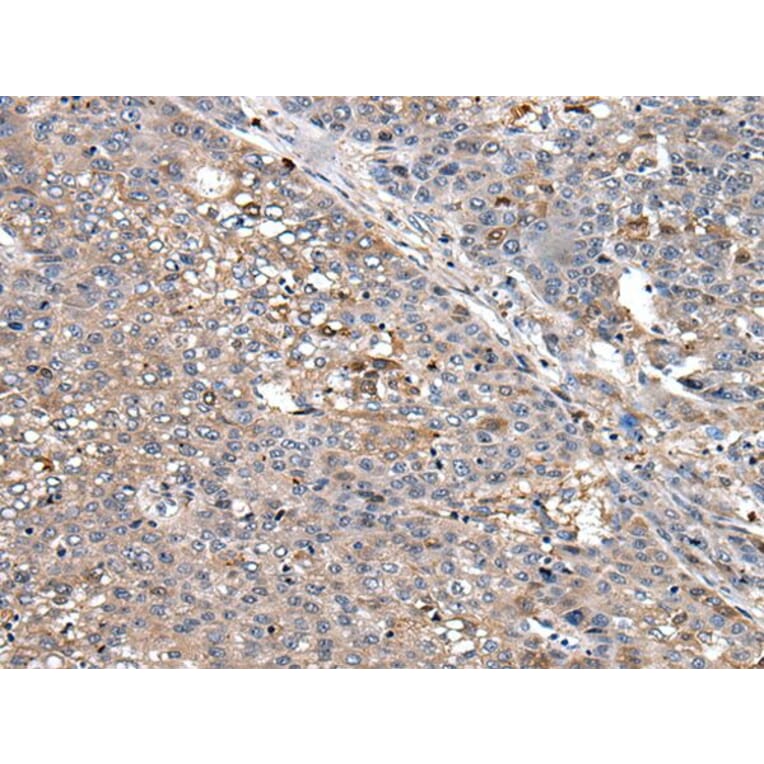 SUN5 Antibody from Signalway Antibody (43813) - Antibodies.com