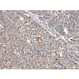 SUN5 Antibody from Signalway Antibody (43813) - Antibodies.com