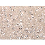 SUN5 Antibody from Signalway Antibody (43813) - Antibodies.com