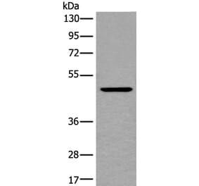 BMP4 Antibody from Signalway Antibody (43852) - Antibodies.com