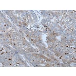 BMP4 Antibody from Signalway Antibody (43852) - Antibodies.com