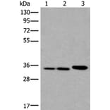 RPF2 Antibody from Signalway Antibody (43856) - Antibodies.com