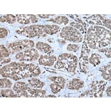 RPF2 Antibody from Signalway Antibody (43856) - Antibodies.com