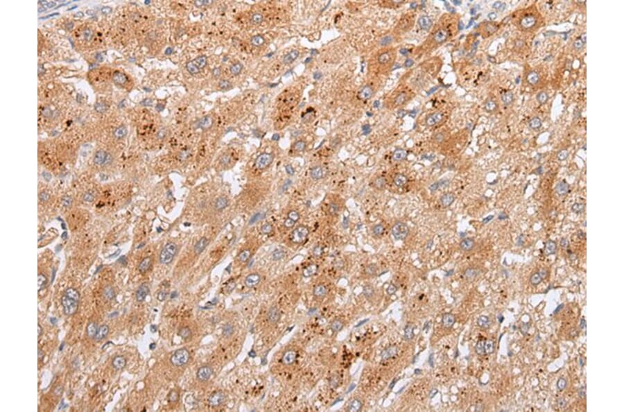 GPC4 Antibody from Signalway Antibody (43924) - Antibodies.com