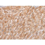GPC4 Antibody from Signalway Antibody (43924) - Antibodies.com