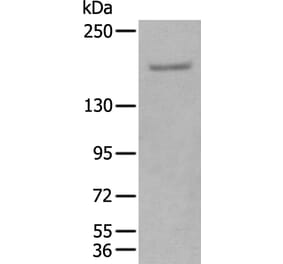 GLI3 Antibody from Signalway Antibody (43925) - Antibodies.com