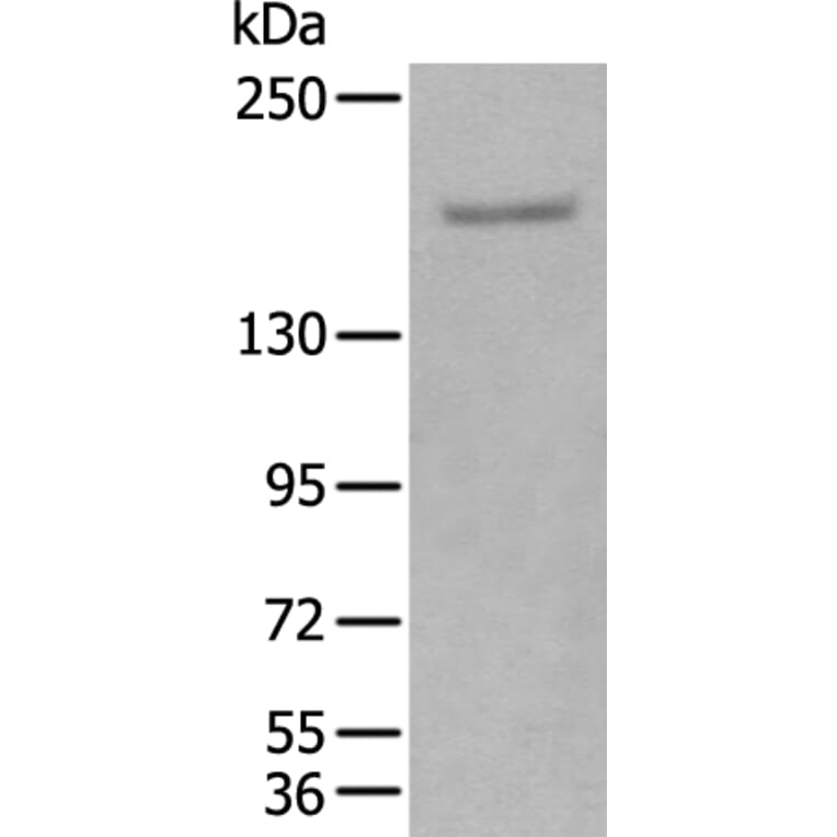 GLI3 Antibody from Signalway Antibody (43925) - Antibodies.com