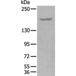 GLI3 Antibody from Signalway Antibody (43925) - Antibodies.com