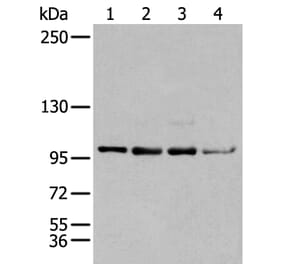 GLI1 Antibody from Signalway Antibody (43926) - Antibodies.com