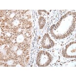 GLI1 Antibody from Signalway Antibody (43926) - Antibodies.com