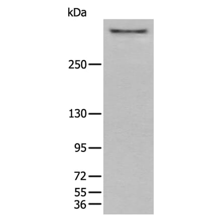 CUBN Antibody from Signalway Antibody (43937) - Antibodies.com