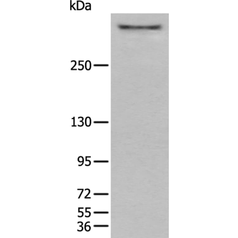 CUBN Antibody from Signalway Antibody (43937) - Antibodies.com