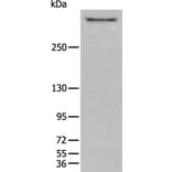 CUBN Antibody from Signalway Antibody (43937) - Antibodies.com
