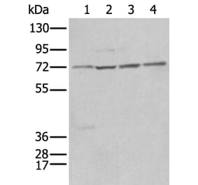 NRG1 Antibody from Signalway Antibody (43946) - Antibodies.com