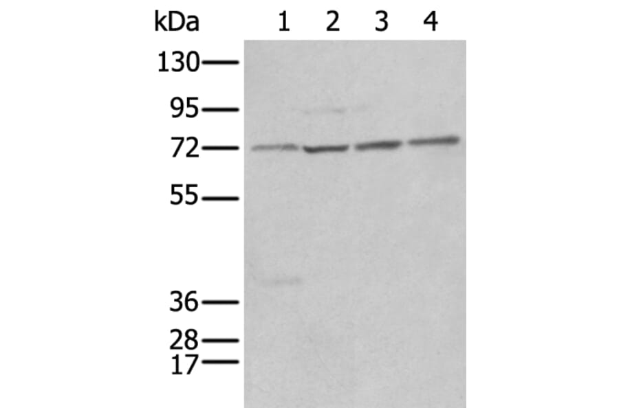 NRG1 Antibody from Signalway Antibody (43946) - Antibodies.com