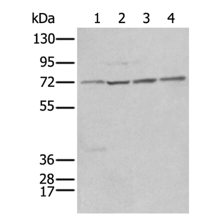 NRG1 Antibody from Signalway Antibody (43946) - Antibodies.com