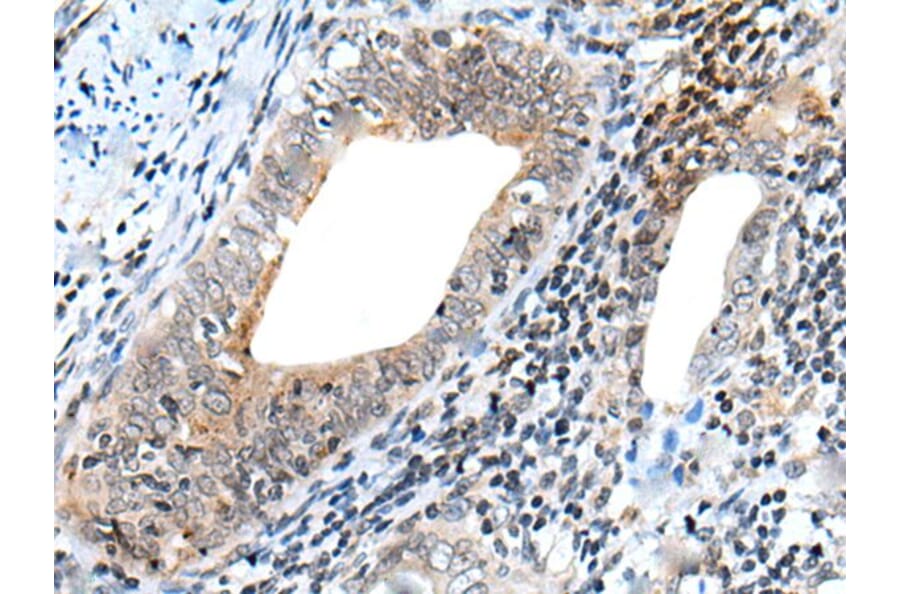 NRG1 Antibody from Signalway Antibody (43946) - Antibodies.com
