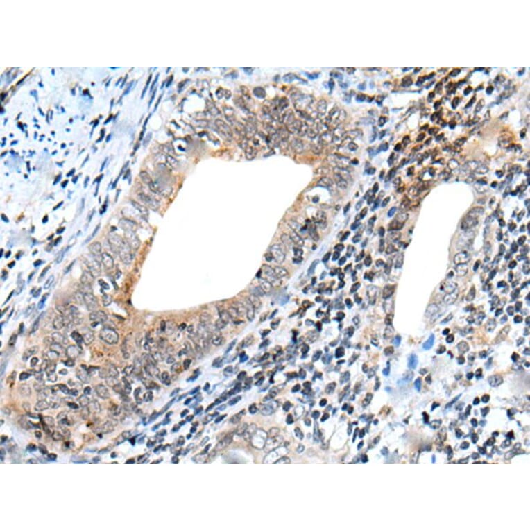 NRG1 Antibody from Signalway Antibody (43946) - Antibodies.com