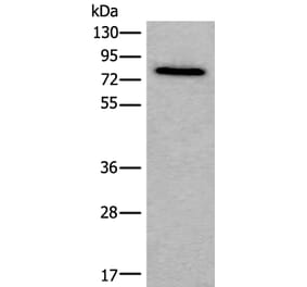 ZYX Antibody from Signalway Antibody (43893) - Antibodies.com