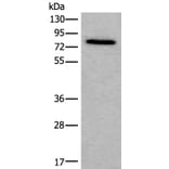 ZYX Antibody from Signalway Antibody (43893) - Antibodies.com