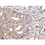 ZYX Antibody from Signalway Antibody (43893) - Antibodies.com