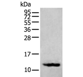 SST Antibody from Signalway Antibody (43957) - Antibodies.com