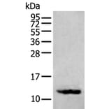 SST Antibody from Signalway Antibody (43957) - Antibodies.com