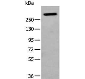 NF1 Antibody from Signalway Antibody (43965) - Antibodies.com