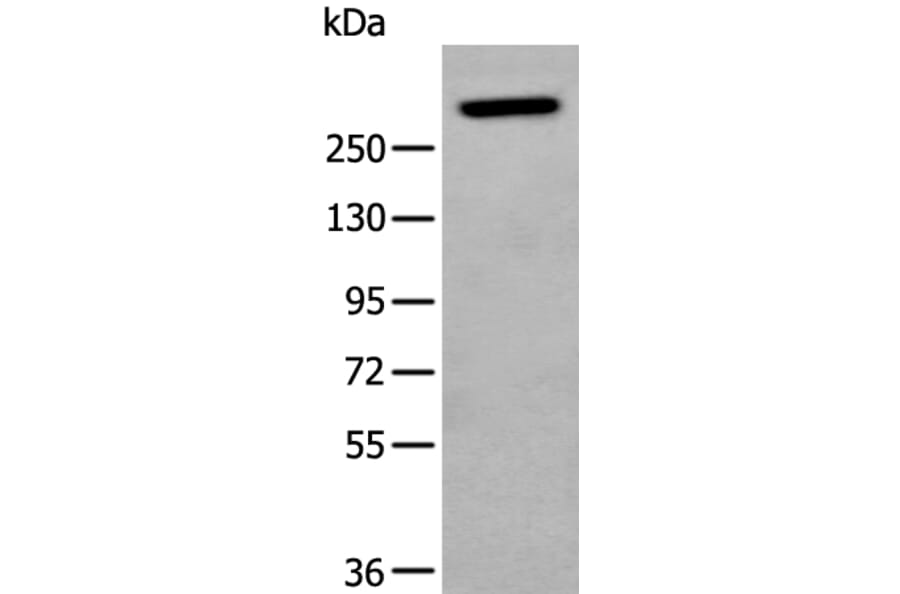 NF1 Antibody from Signalway Antibody (43965) - Antibodies.com