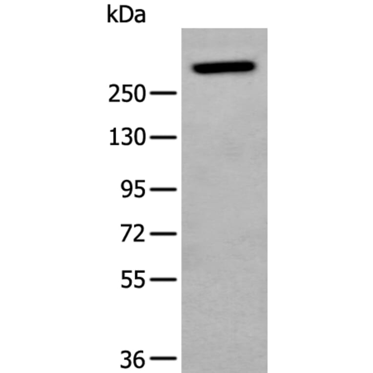 NF1 Antibody from Signalway Antibody (43965) - Antibodies.com