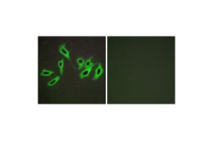 Immunofluorescence - Heparin Cofactor II Antibody from Signalway Antibody (33652) - Antibodies.com