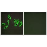Immunofluorescence - Heparin Cofactor II Antibody from Signalway Antibody (33652) - Antibodies.com