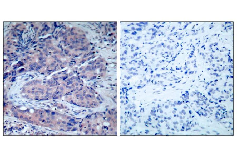 Immunohistochemistry - SEK1/MKK4 (Ab-261) Antibody from Signalway Antibody (21131) - Antibodies.com